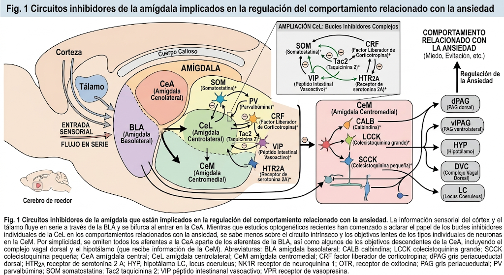 Figura 1. Circuitos inhibitorios de la amígdala