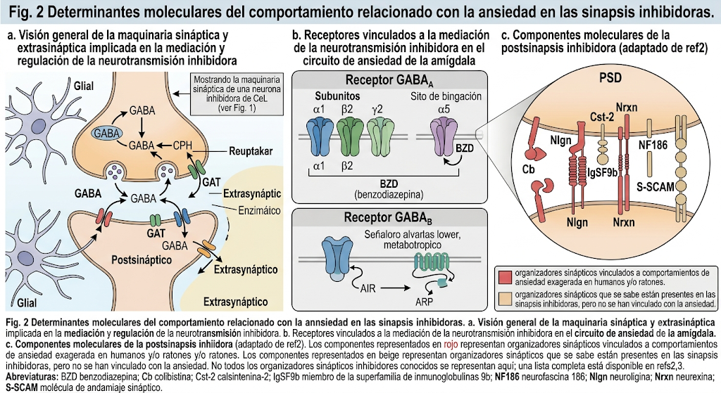 Figura 2. Determinantes moleculares en sinapsis inhibitorias